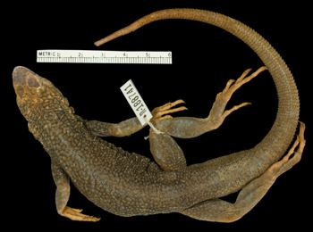 Media type: image;   Herpetology R-188741 Aspect: dorsal
